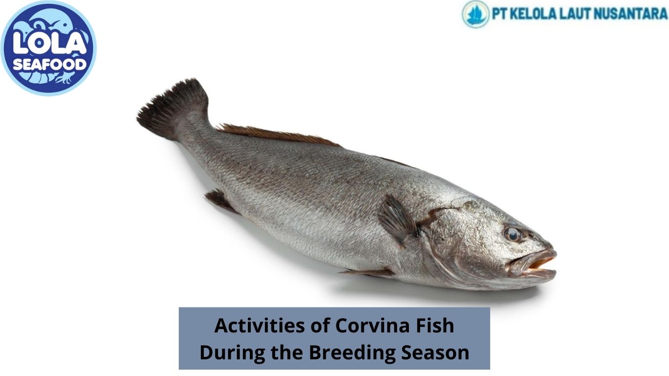 Activities of Corvina Fish During the Breeding Season